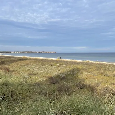 Strandflieder 211
